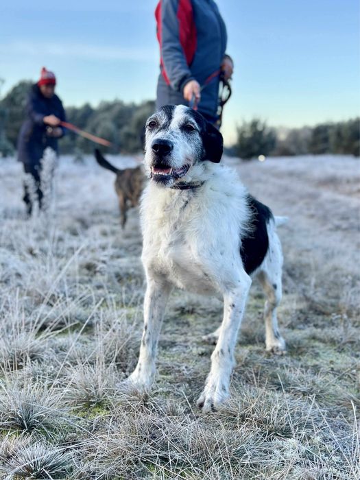 Hans w typie wyżła poleca się do adopcji