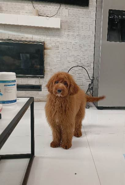 Голдендудль міні хлопчик. Ми в Києві.