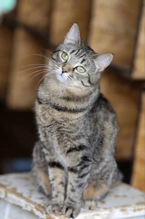 Малышка кошка Твинки кошка 1 год