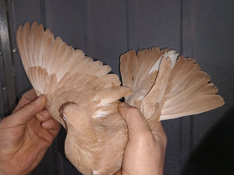 Gołębie zamojskie samiec samica gołąb