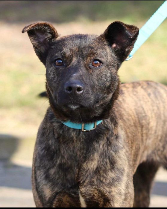 Młodziutka sunia bardzo potrzebuje domu