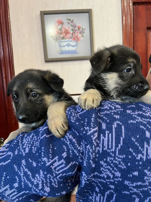 Цуценята Німецької вівчарки