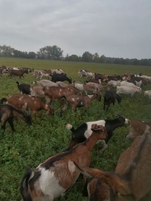 Продаж кіз,молодих цапиків