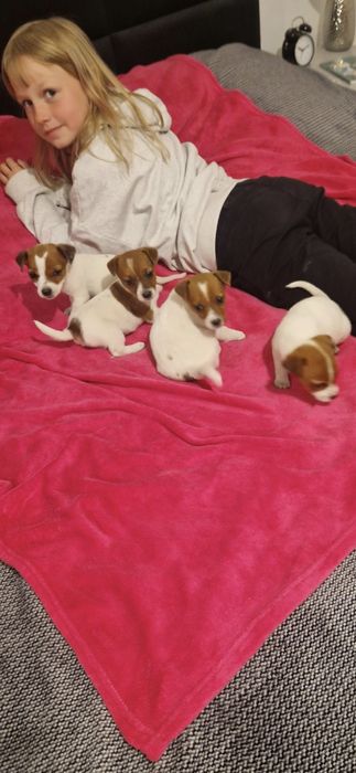 Jack Rusel Terier malutkie