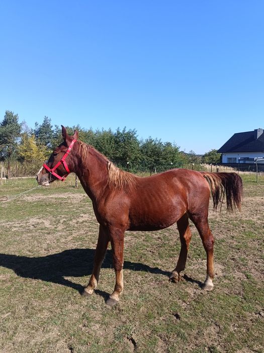 Sprzedam klacz PKS