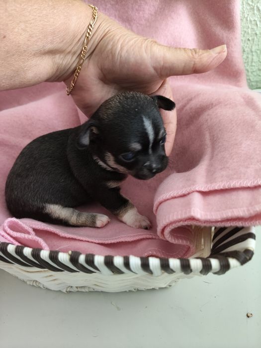 Chihuahua macho lindo