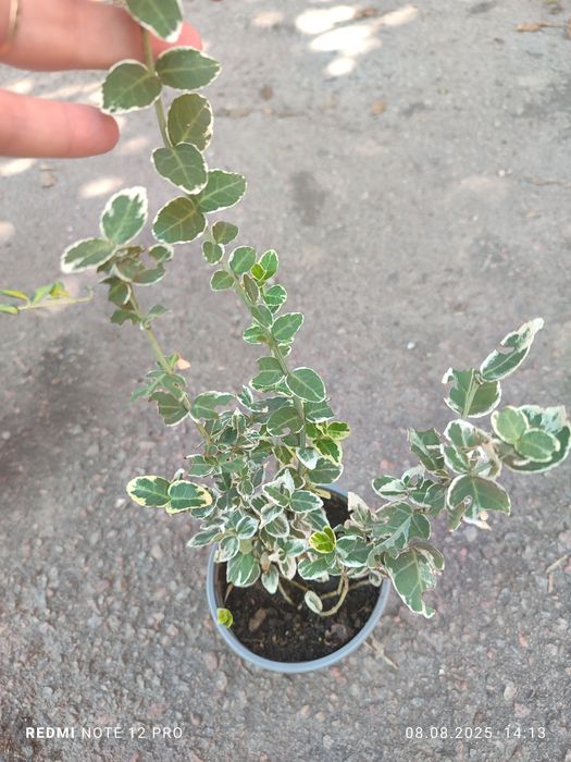 Каріоптерис, Спірея, бересклет, живучка, колхікум