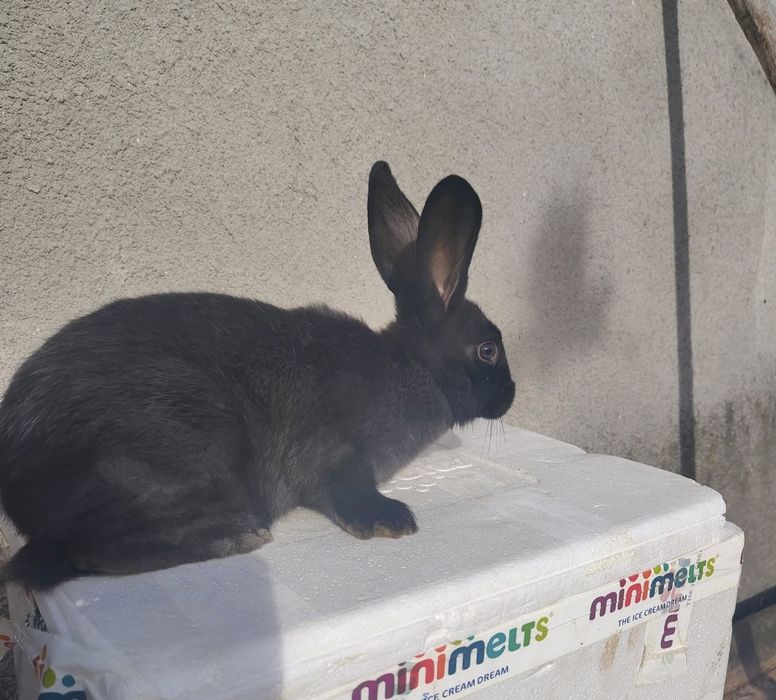 Srokacz i Belg młodziaki