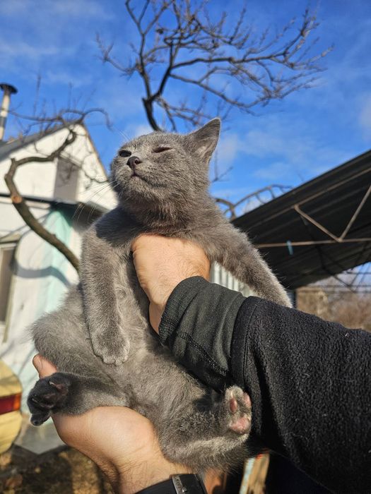 Дітлахи шукають родину у Новорічні свята