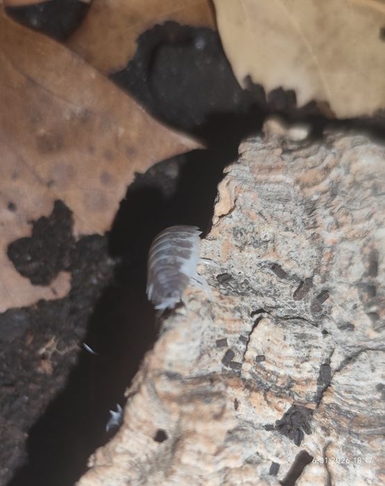 Isopody, 8 gatunków, cała hodowla