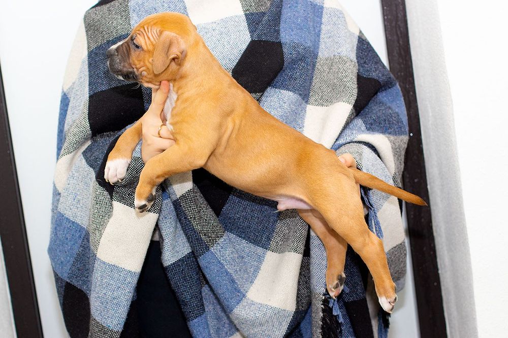 Брат та сестра клубних АСТ