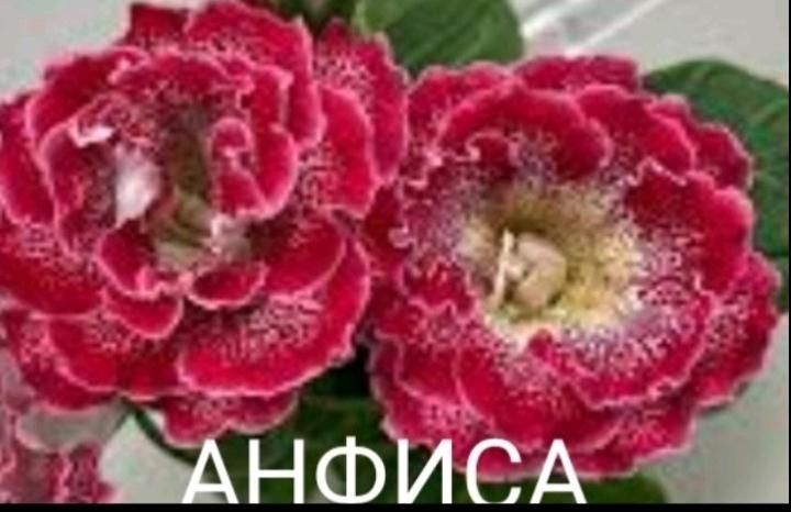 Глоксиниї сортові КІМНАТНІ РОСЛИНИ