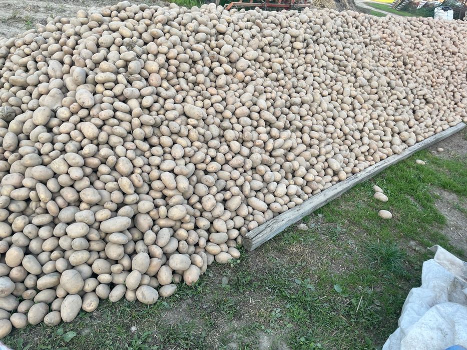 Ziemniaki Irga biała – prosto od producenta