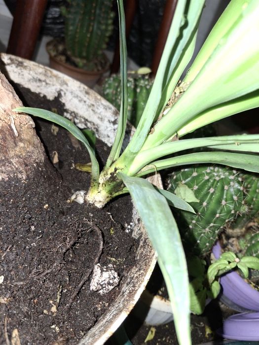 Юкка кімнатна  28 см