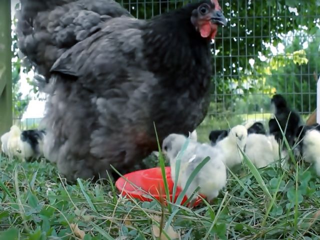 Інкубаційне яйце. породи орпінгтон мармуровий, блакитний, чорний.