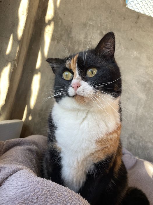 Кошечка бесплатно в добрые руки!