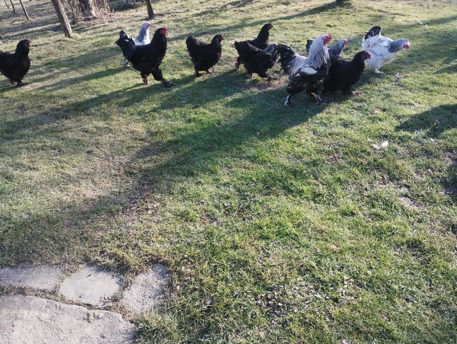 Kogut Brahma Sprzedam