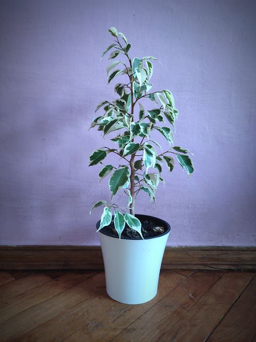 Фікус бенжаміна.