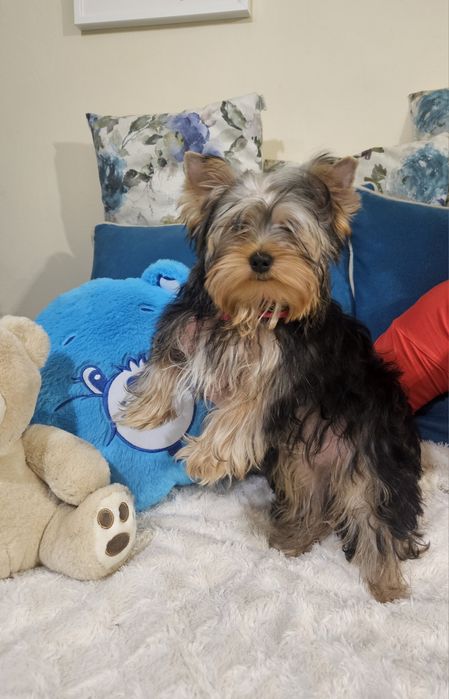 Śliczny piesek  rodzice badania DNA