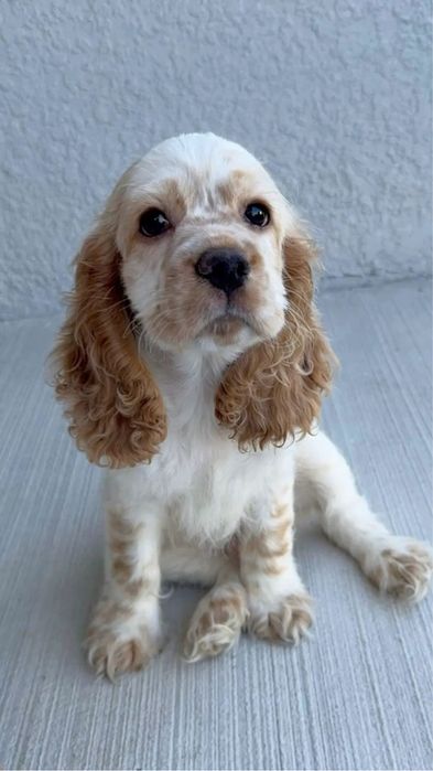 Cocker spaniel menina