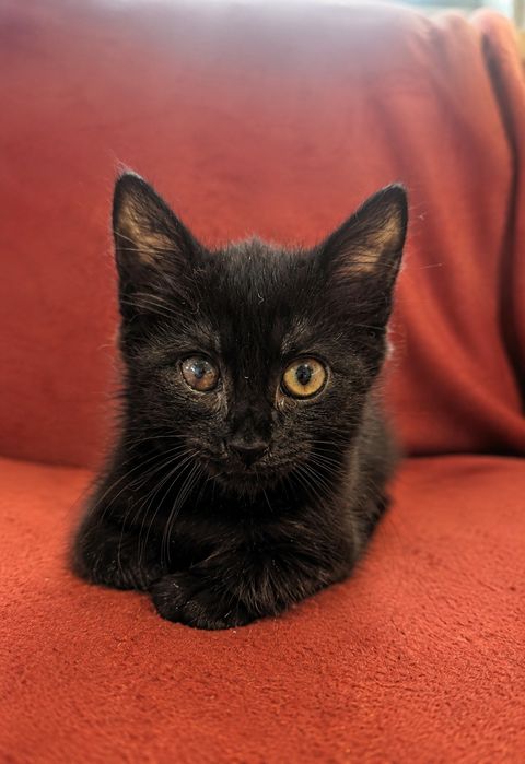 Дівчина кошеня/котик/ кошечка чекає на родину
