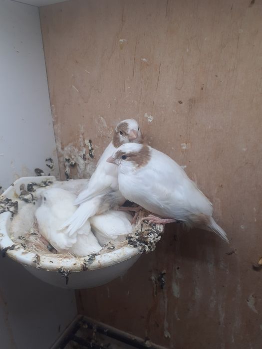 Kanarki młode z 2026