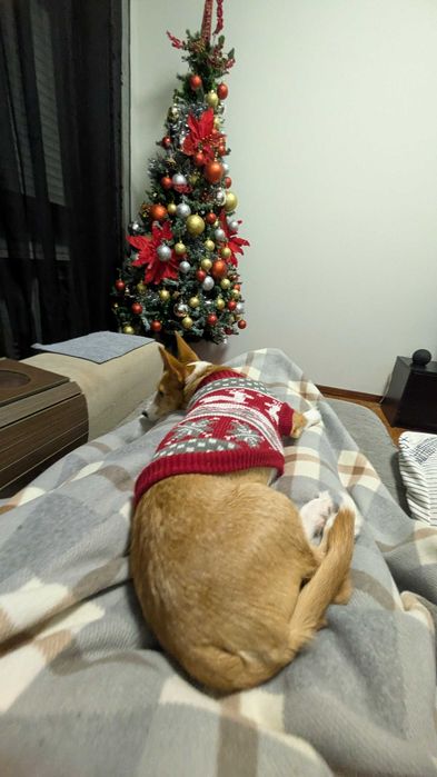 NALA merece uma família presente.
