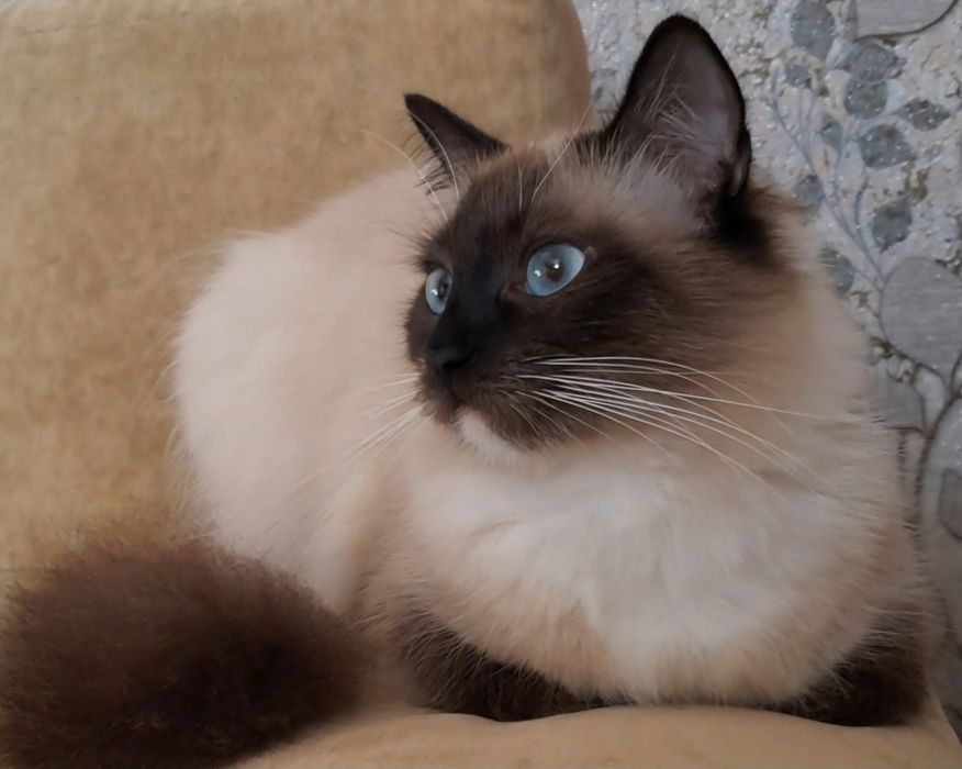 Сіамська балінезійська кішка, один рік. Стерилізована.Мікрочіп,паспорт