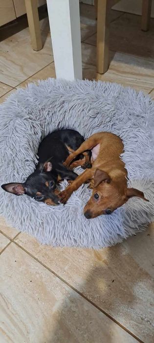 Pinczer Miniaturowy Pinczerek Miniaturka Ratlerek miniaturka.  Śliczne