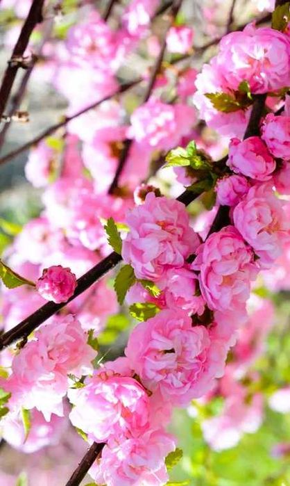 Migdałek różowy biały