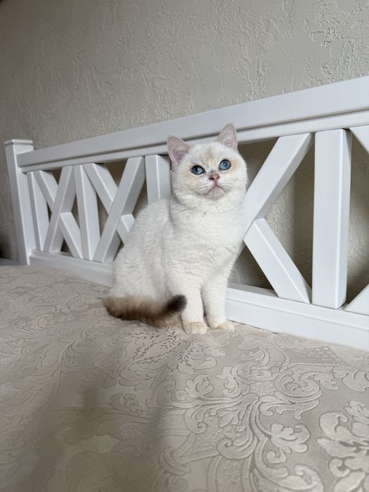 Золотий поінт хлопчик