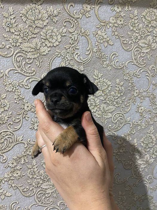 Чихуахуа цуценята