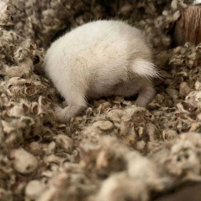 Joris No Smell Cotton N Cotton ściółka dla domowych gryzoni