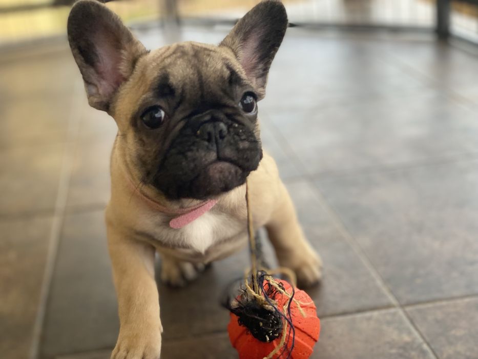 Бомбезні дівчатка КСУ