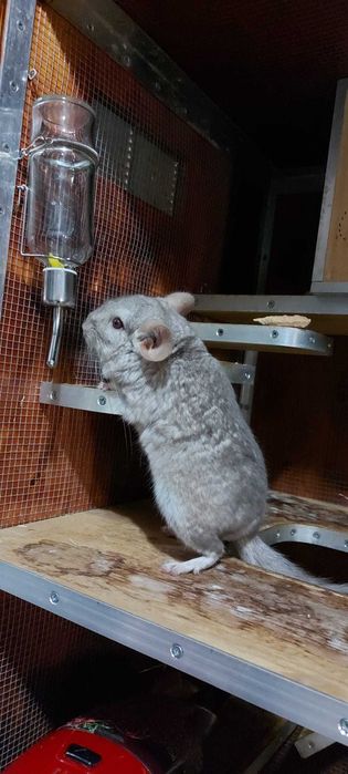 animais acessórios