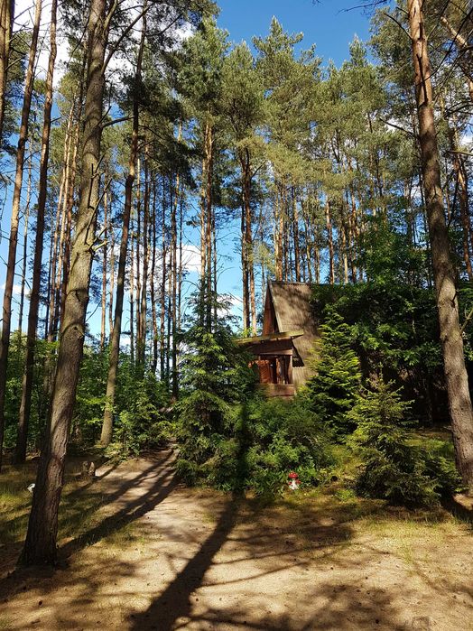 Domek nad jeziorem Pluski plaża pomost Pluski • OLX.pl