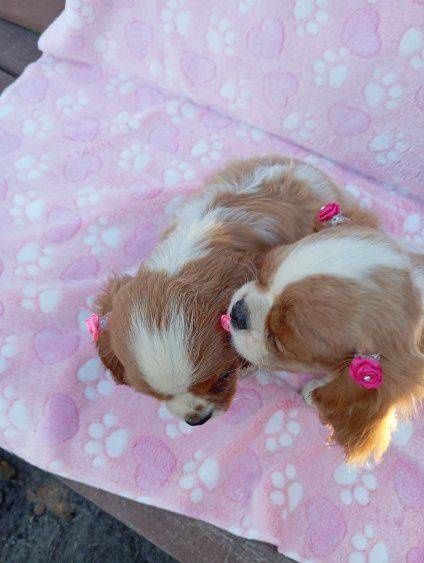 Cavalier king charles spaniel- śliczna suczka