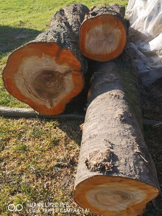 Pień czereśni, sezonowany