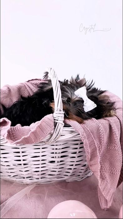York Yorkshire terrier FCI : HALO - piesek