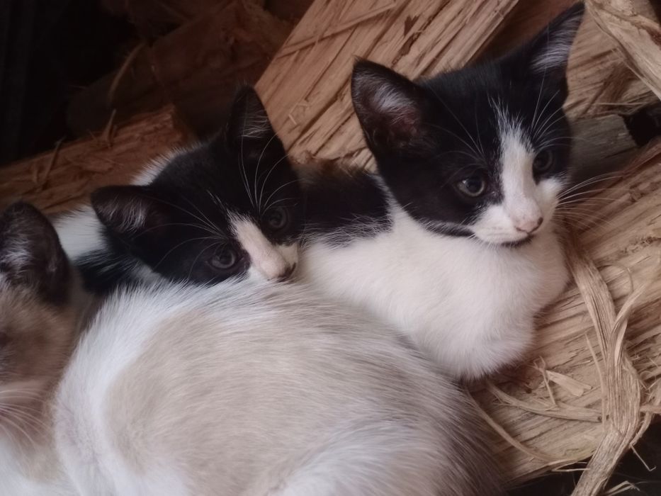 Dá-se gatinhos bebés