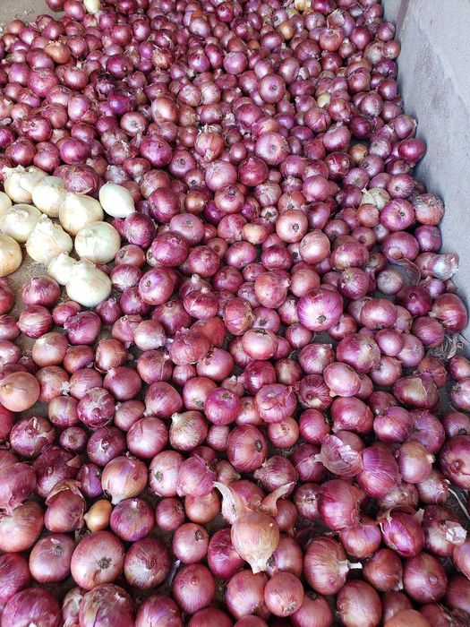 Legumes frescos de cultivo próprio à venda