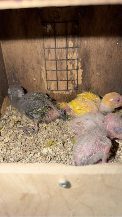 Aves para criar a mão (Rosicolis, caturras e kakarikis)