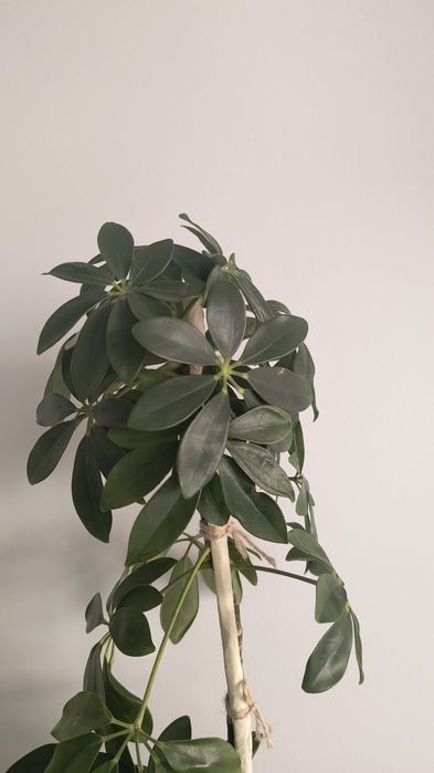 Шефлера кімнатна