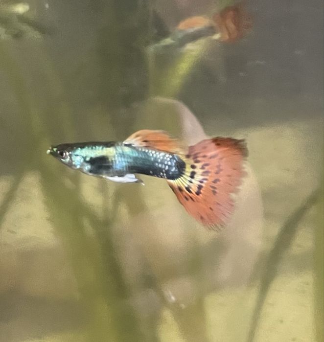 Guppies Red Dragon Halfmoon: Linha Pura Selecionada, Famalicão