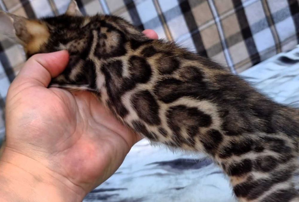 Бенгальський хлопчик BENn24 класичний