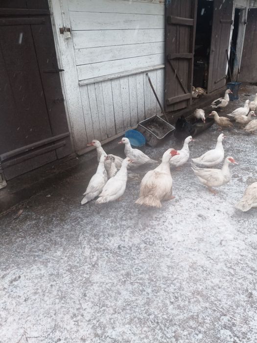 Продаються мускусні качки.