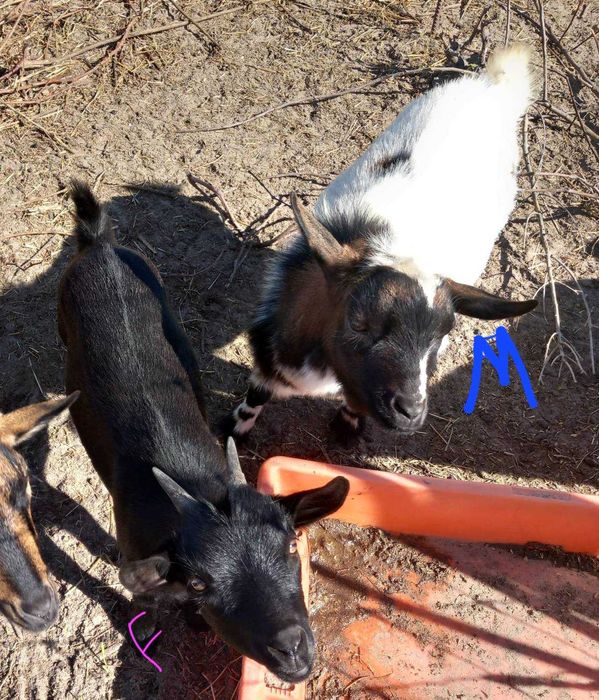 Casal cabritos anões