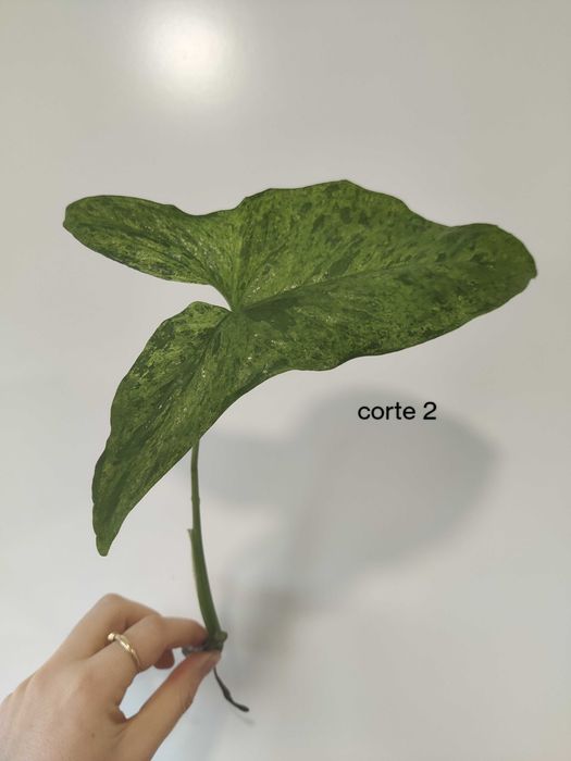 Syngonium mojito (fresh cuttings)