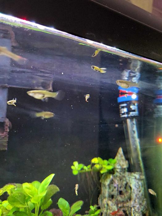 Guppy Endler Yellow Tiger