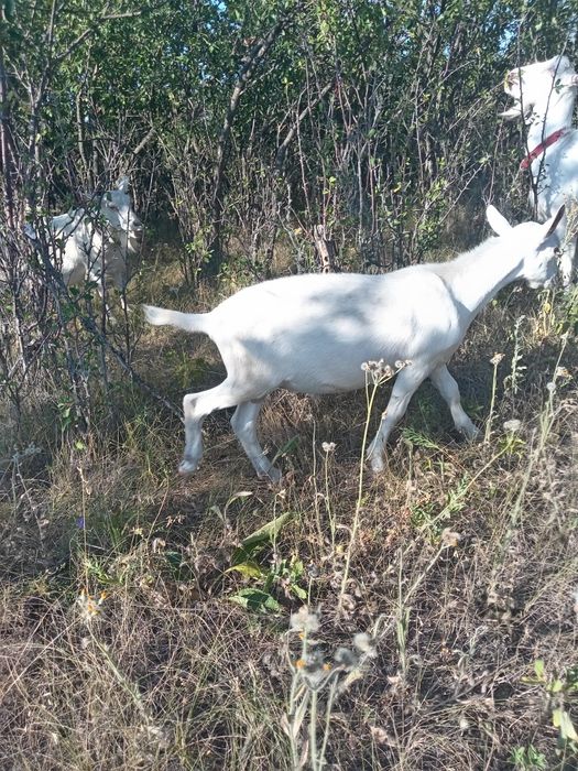 Продам зааненського козла